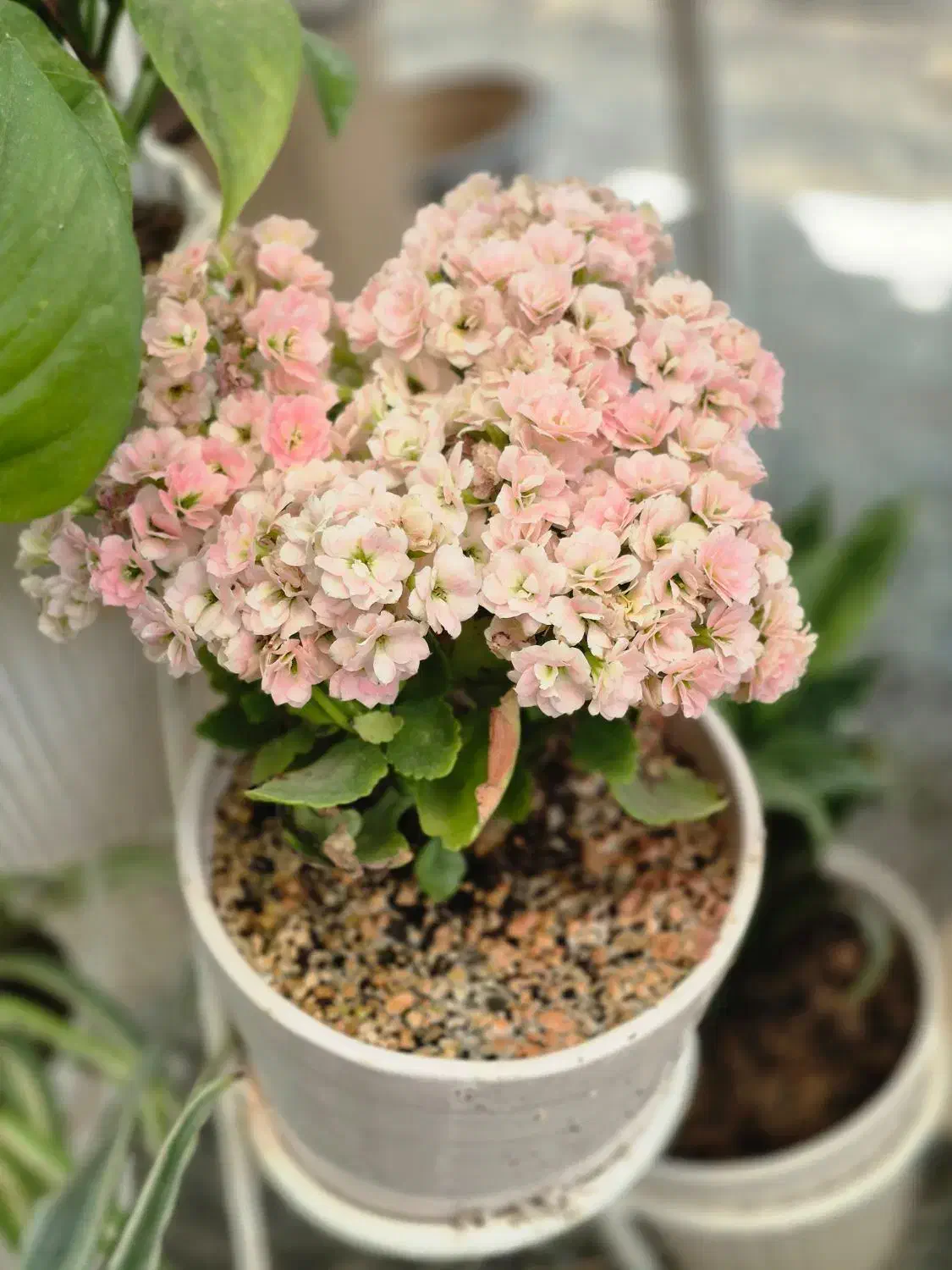 گل کالانکویه *گلخانه من*|گل و گیاه طبیعی|بیرجند, |دیوار