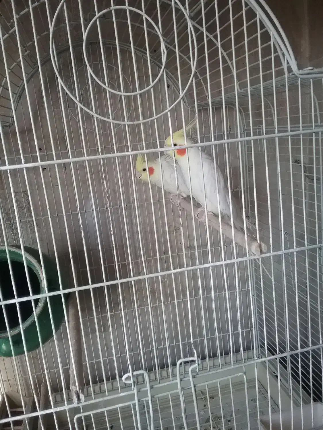 یک جفت لوتینو تخم گذار با باکوزه تخم گذاری|پرنده|کرج, فاز ۲ مهرشهر|دیوار