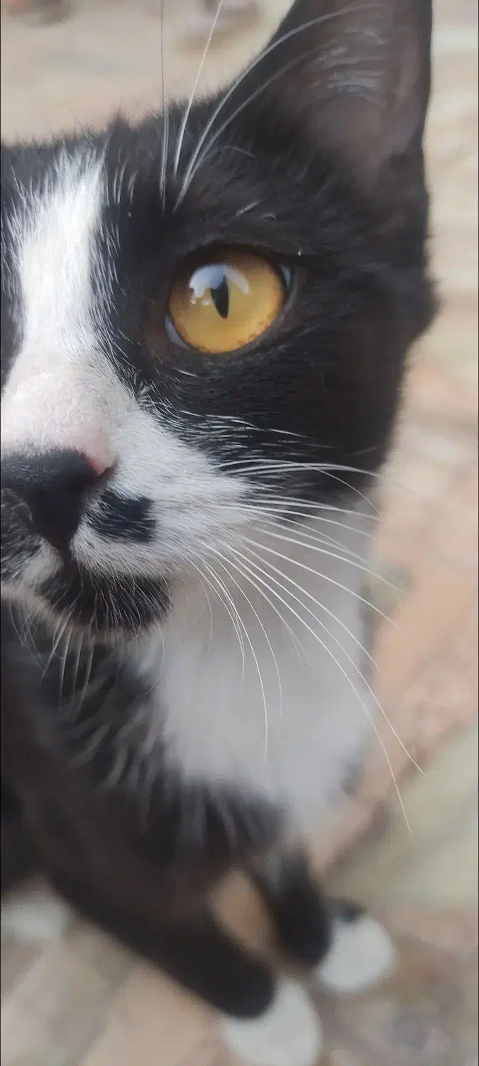 گربه تاکسیدو|گربه|شیراز, نصر|دیوار