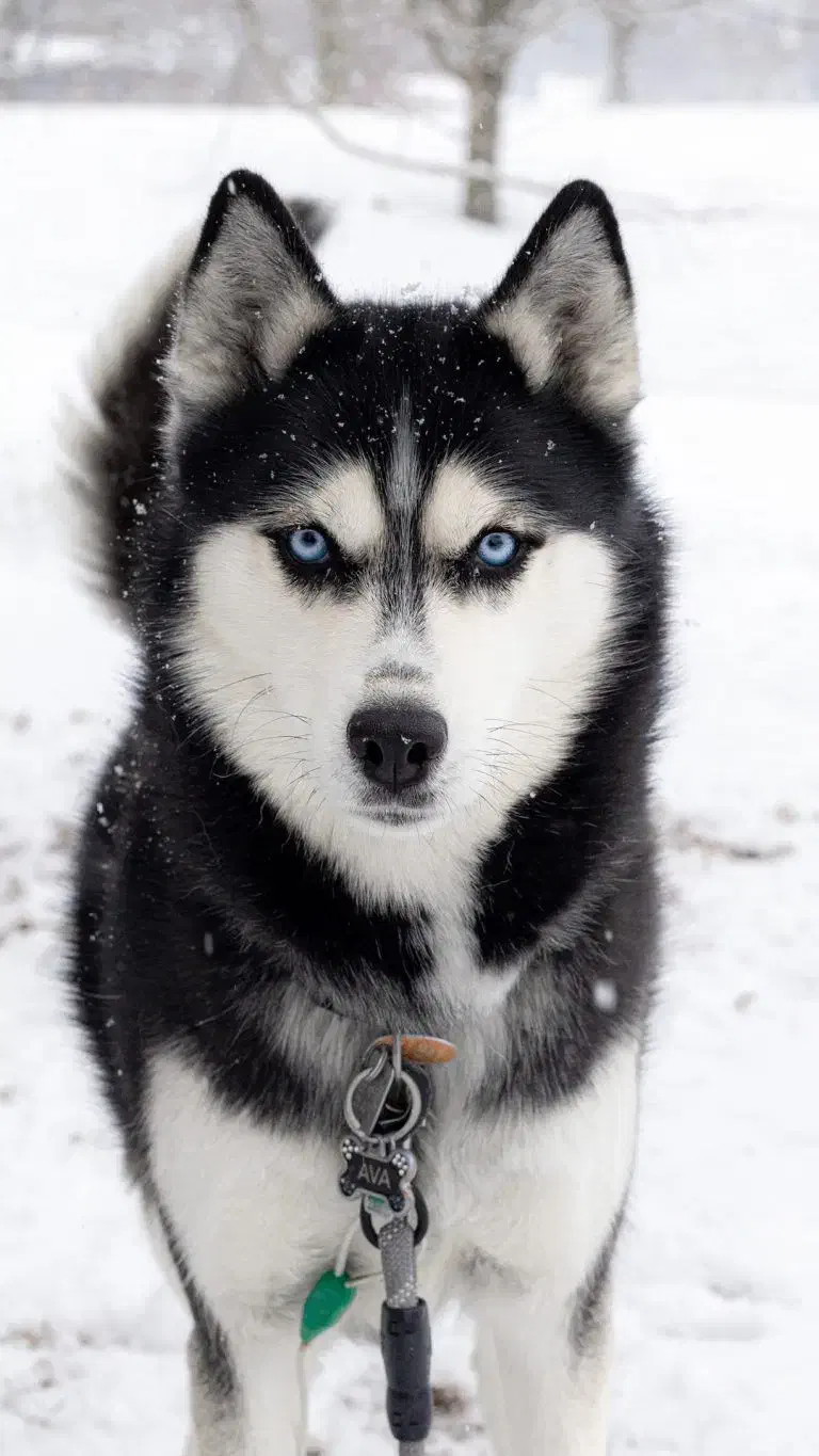 سگ هاسکی|سگ|صومای برادوست, |دیوار