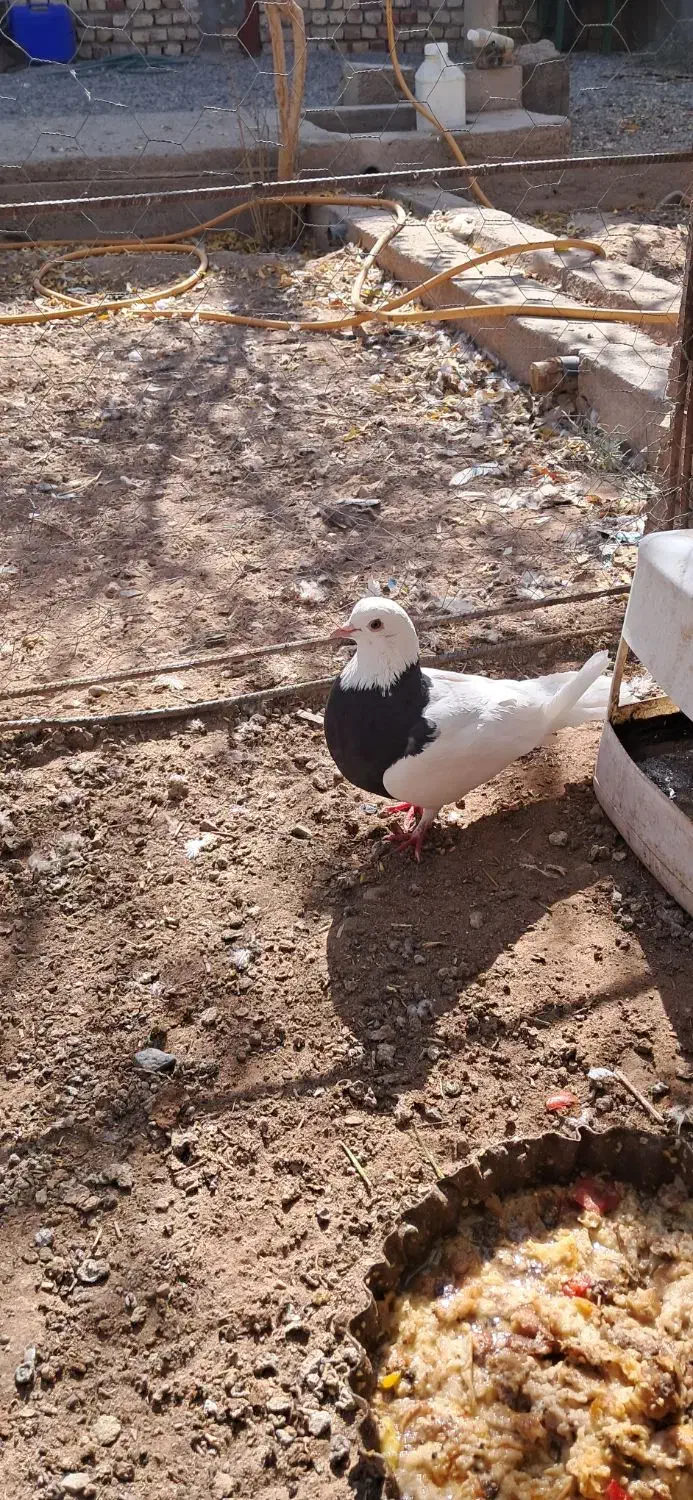 کفتر طوقی ماده|پرنده|زید آباد, |دیوار