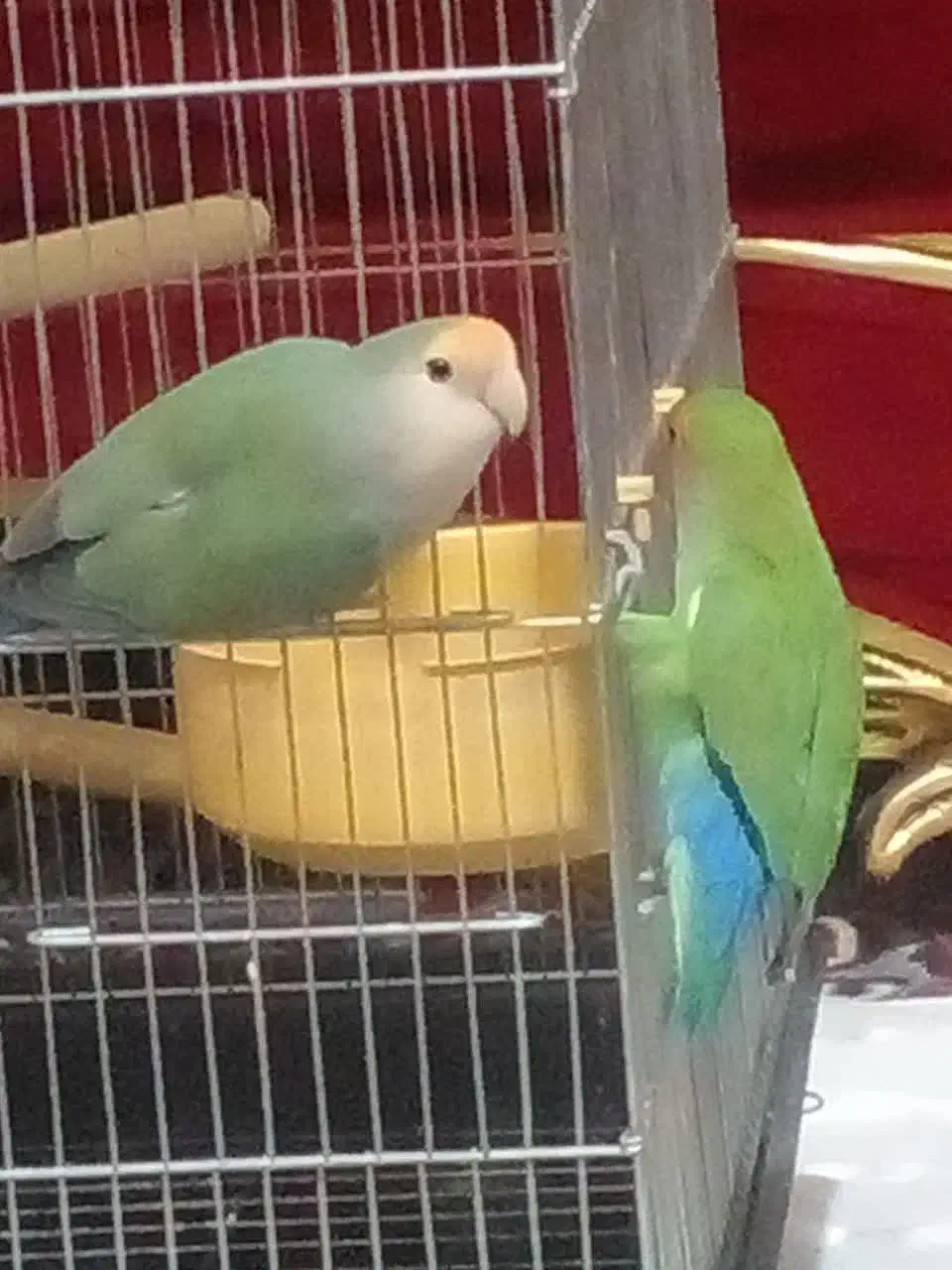 طوطی برزیلی|پرنده|شهر ری, حمزه‌آباد|دیوار