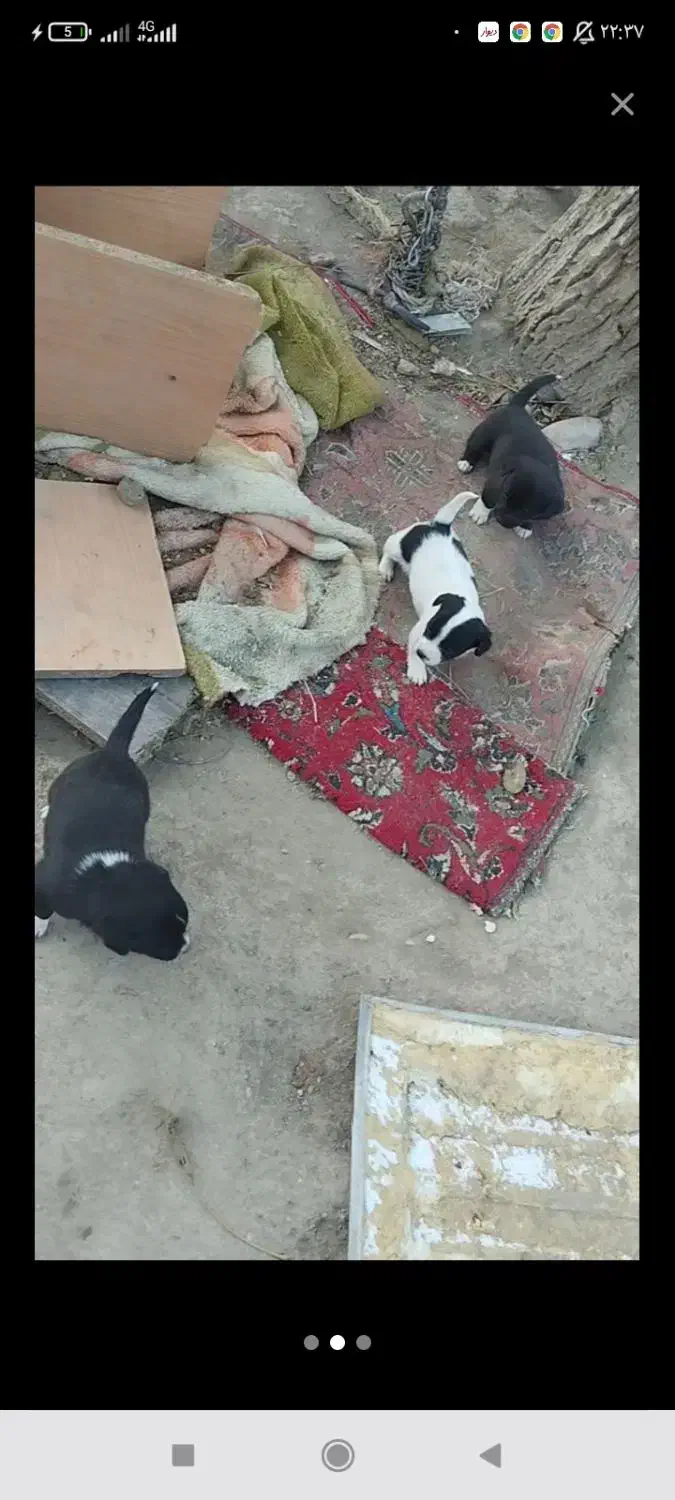 پاکوتاه|سگ|خزل, |دیوار