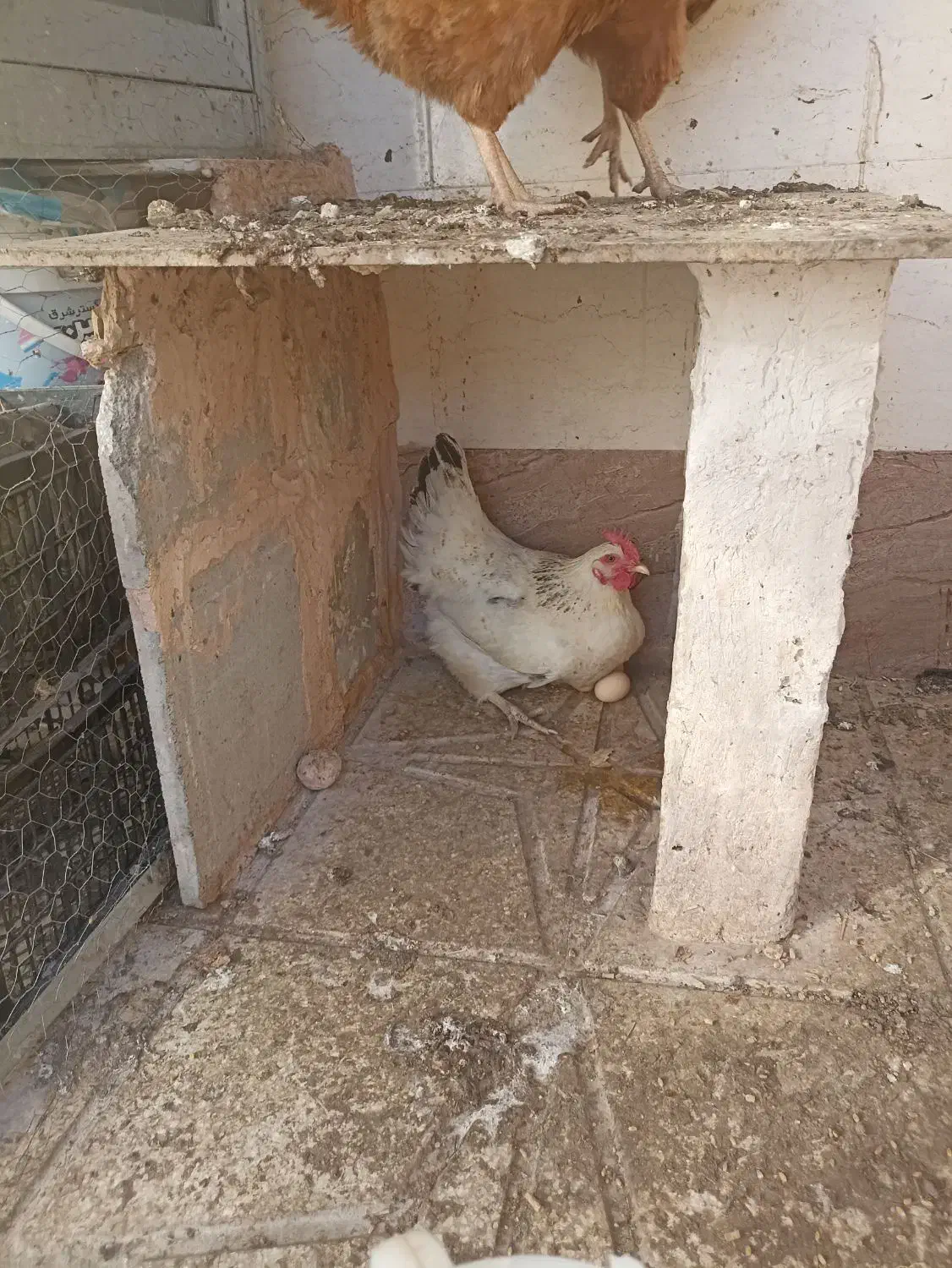 مرغ محلی تخم گذار|حیوانات مزرعه|سبزوار, زینبیه|دیوار