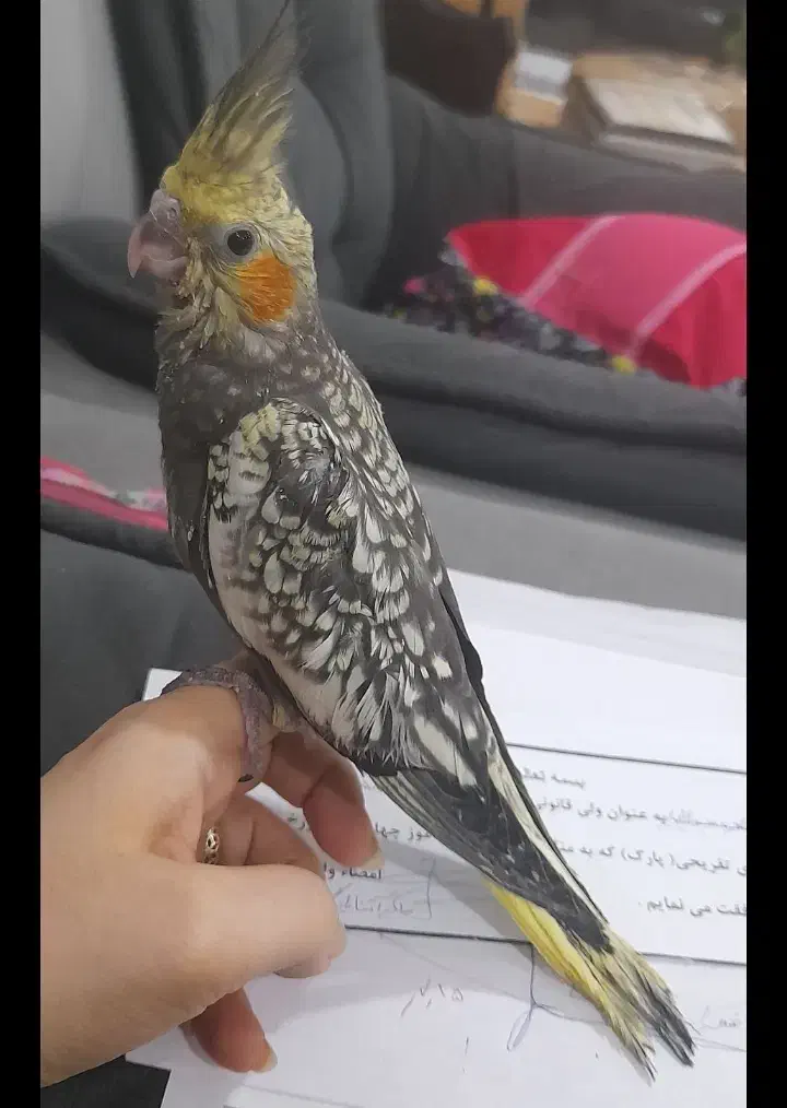 عروس هلندی گلباقالی|پرنده|اهواز, زندوکیلی|دیوار