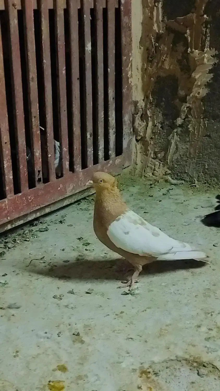 کبوتر کربلایی و طوقی  و سینه|پرنده|مه ولات, |دیوار