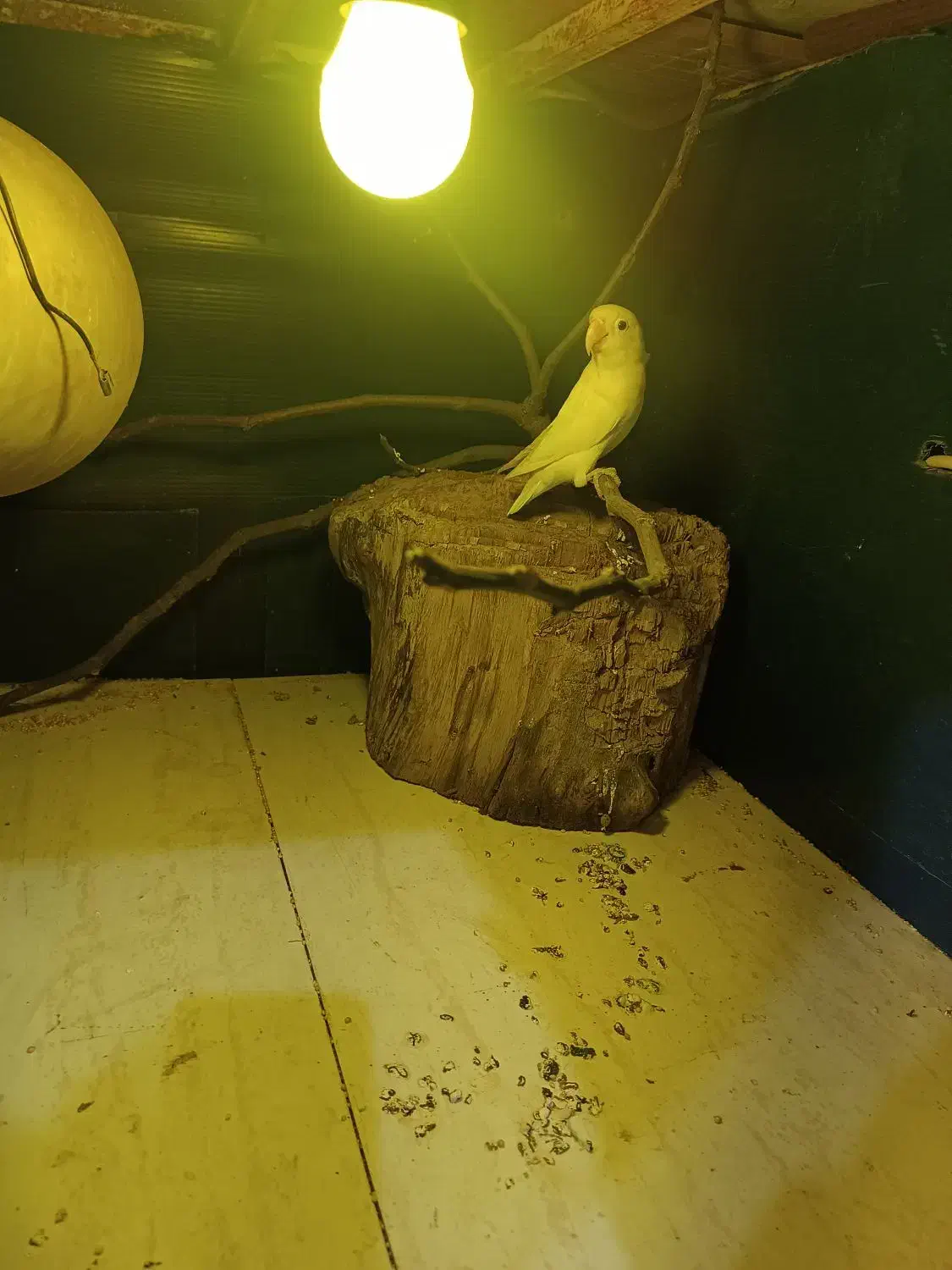 کوتوله برزیلی|پرنده|گنبد کاووس, |دیوار