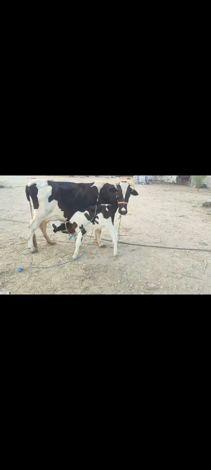 فروش گاو شیری|حیوانات مزرعه|لامرد, |دیوار