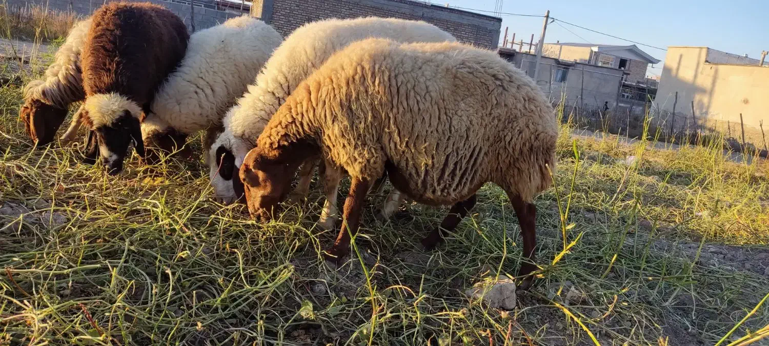 میش|حیوانات مزرعه|گیلان غرب, |دیوار