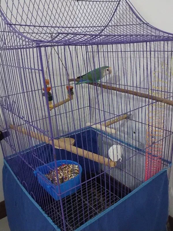 کوتوله برزیلی با تمام وسایل|پرنده|شیراز, سرو|دیوار