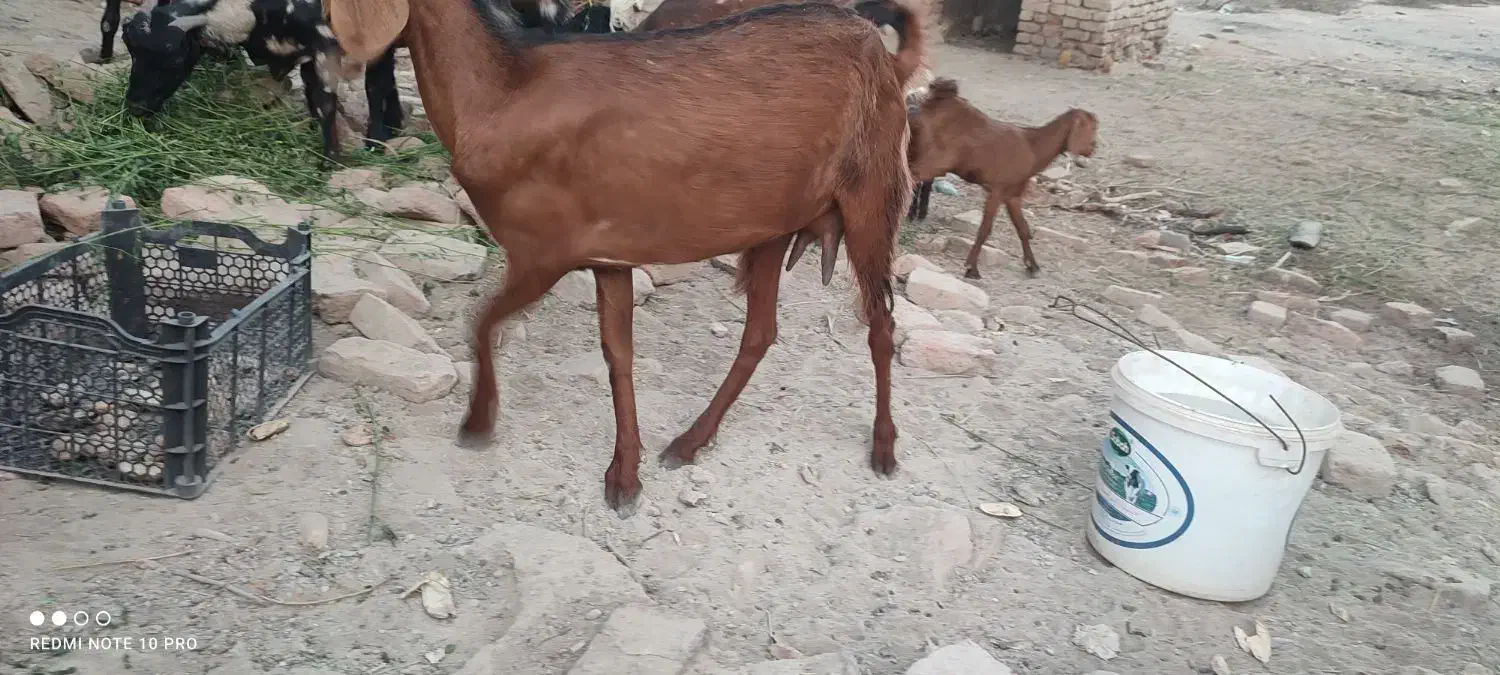 بز فروشی نسل دوتای|حیوانات مزرعه|ایرانشهر, |دیوار