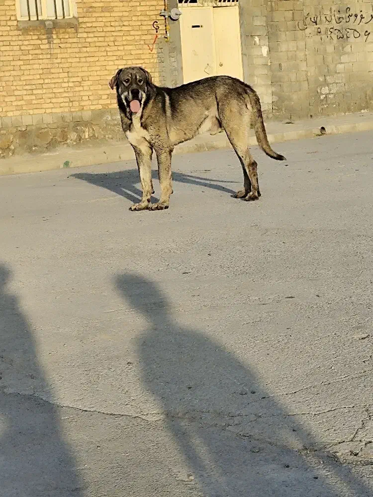 سگ نروماده|سگ|نالوس, |دیوار