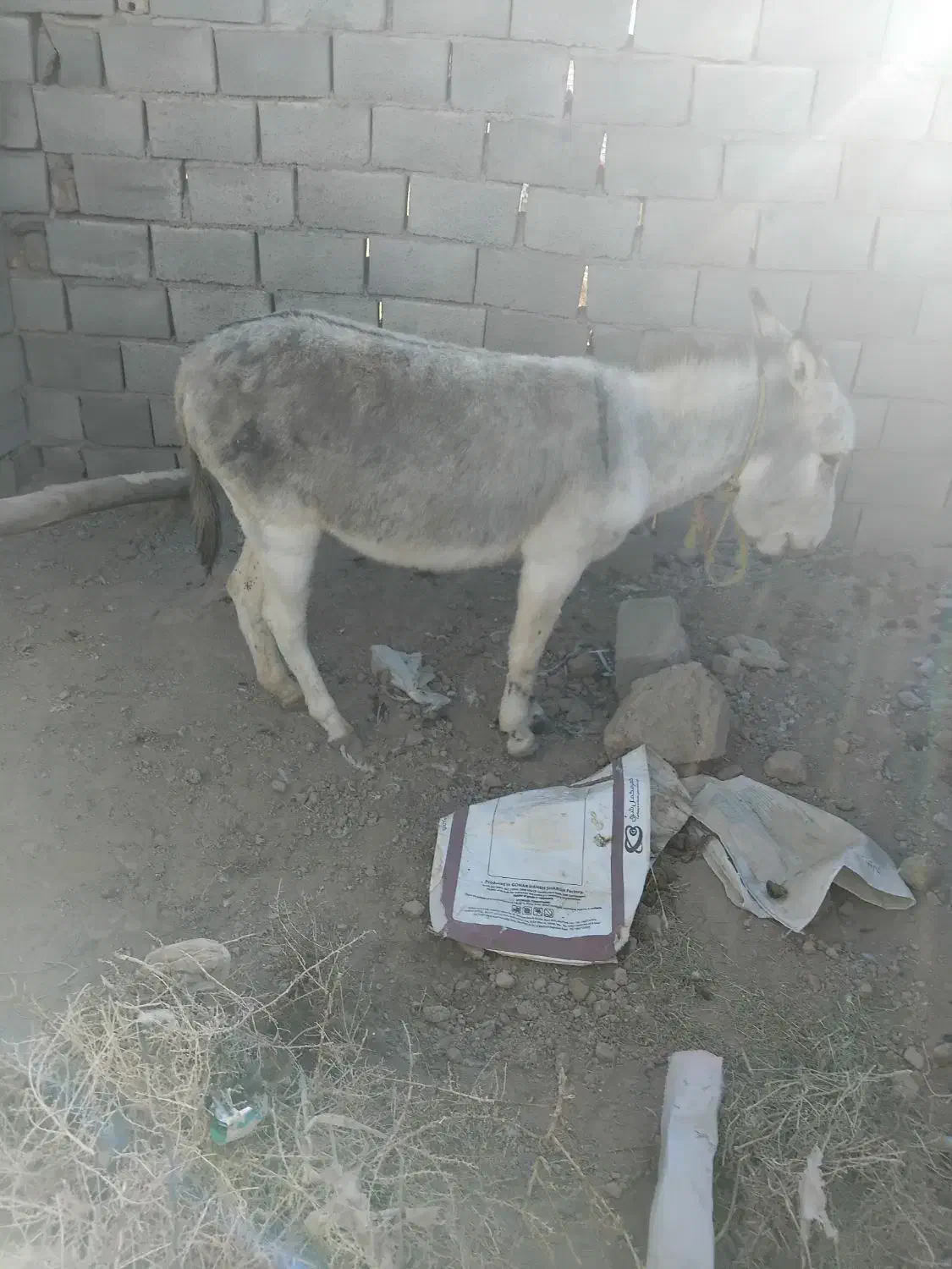 الاغ ماده خیلی خر خوبیه تو گله هم بوده|حیوانات مزرعه|نیشابور, مبارکه|دیوار
