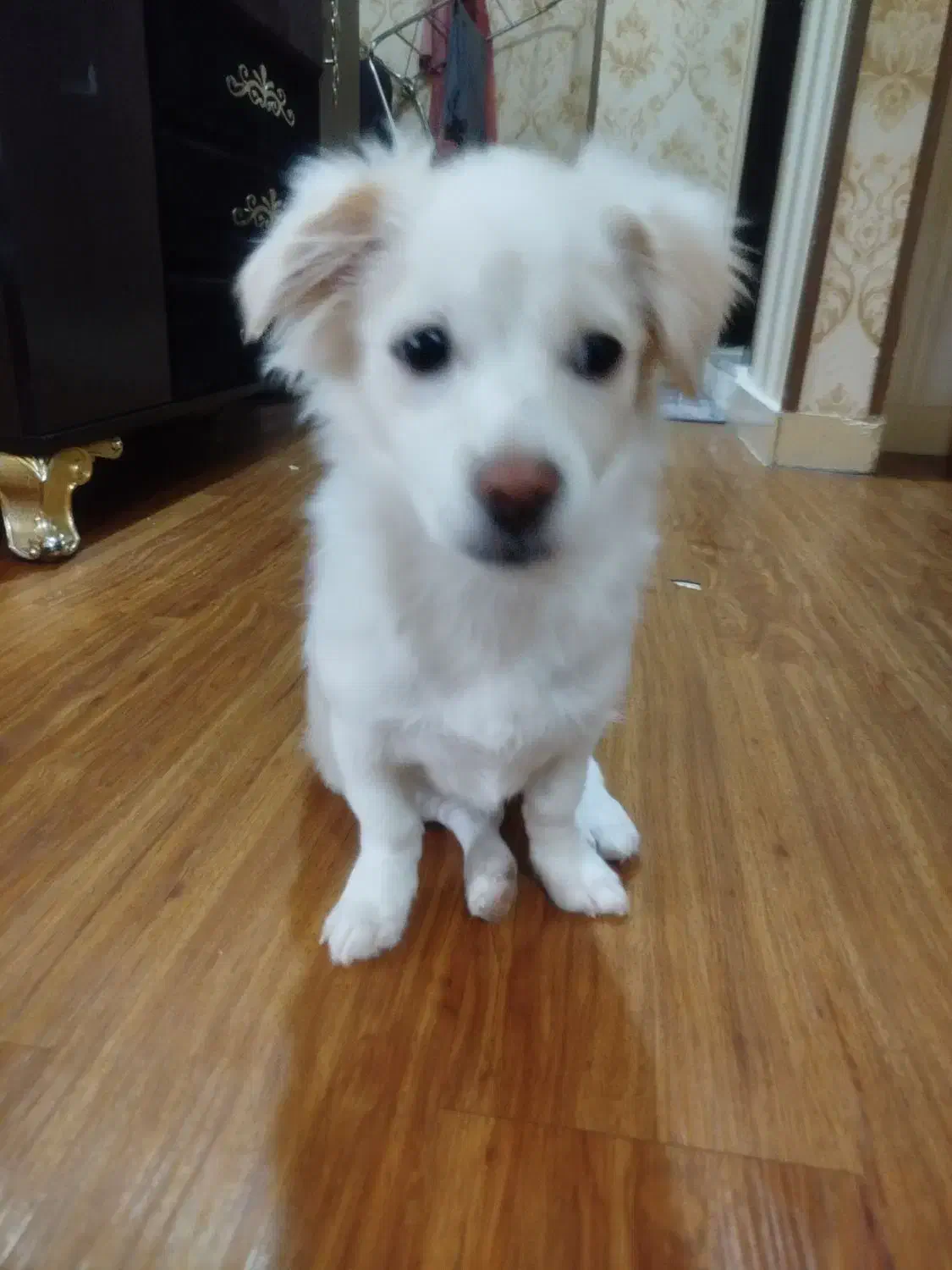 سگ پودل|سگ|رباطکریم, مسکن مهر آبشناسان|دیوار