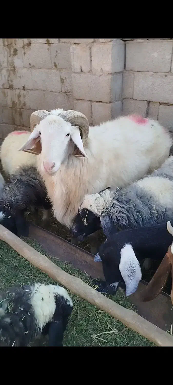 قوچ لاکن بختیاری اصل لنگ جمل بره میش|حیوانات مزرعه|نگار, |دیوار