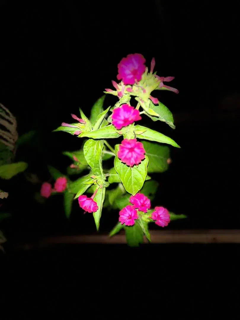 تهران ساعت حرکت ۱۰ شب شنبه شب با سواری|خدمات حمل و نقل|سبزوار, کاشفی شمالی (دادگستری)|دیوار