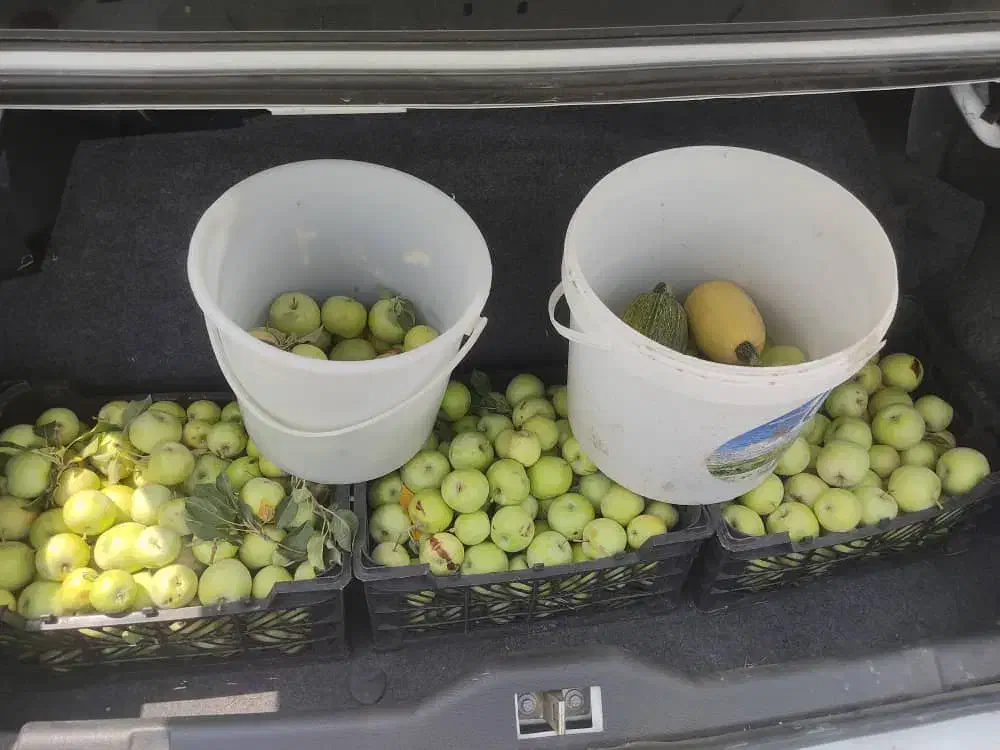 فروش باغ میوه با فاصله چند دقیقه ای تا تهران|فروش زمین و ملک کلنگی|قدس, شهرک دانش|دیوار