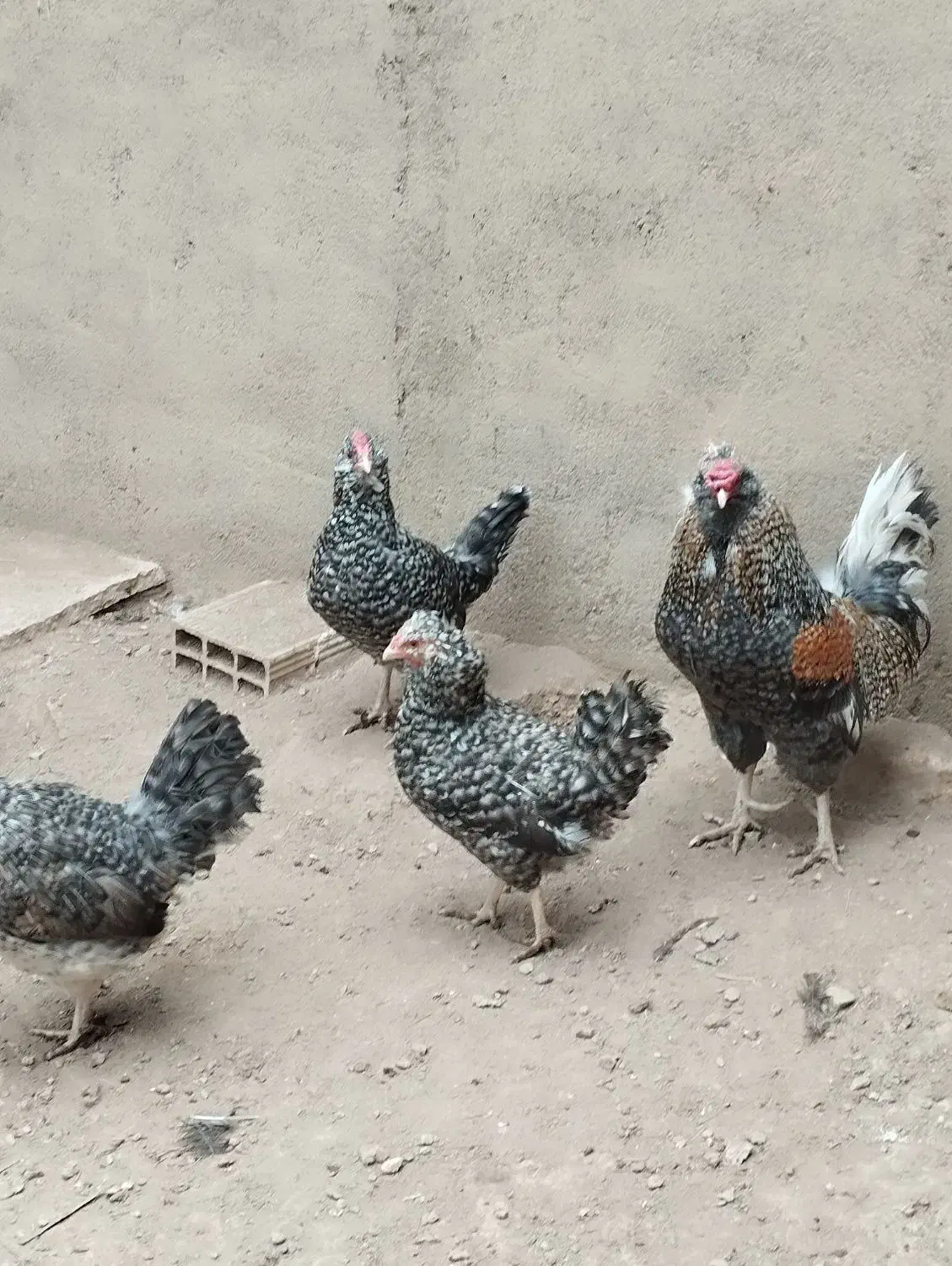 مرغ خروس گلین|حیوانات مزرعه|تاکستان, |دیوار