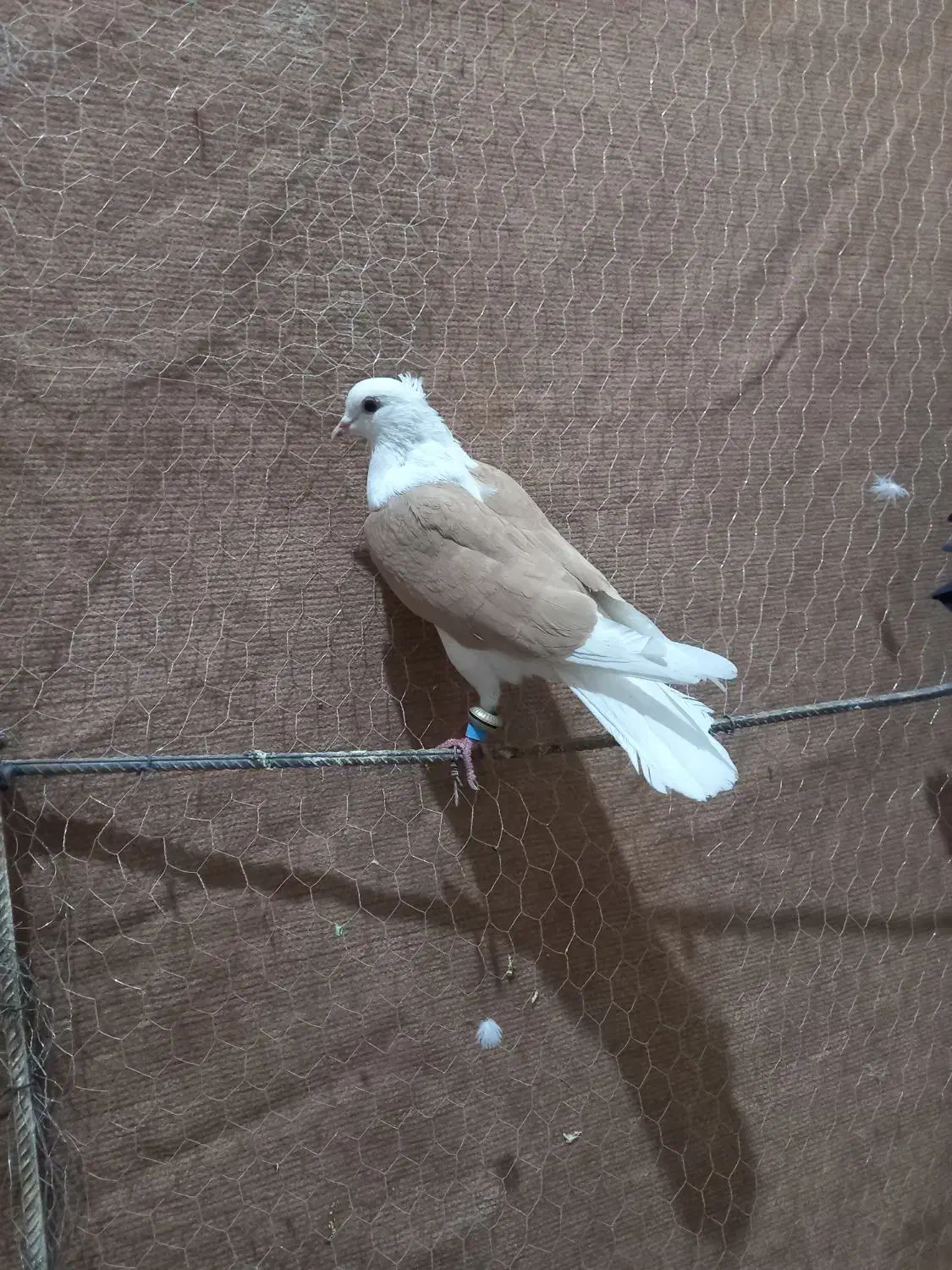 پشتی|پرنده|میان ولایت, |دیوار