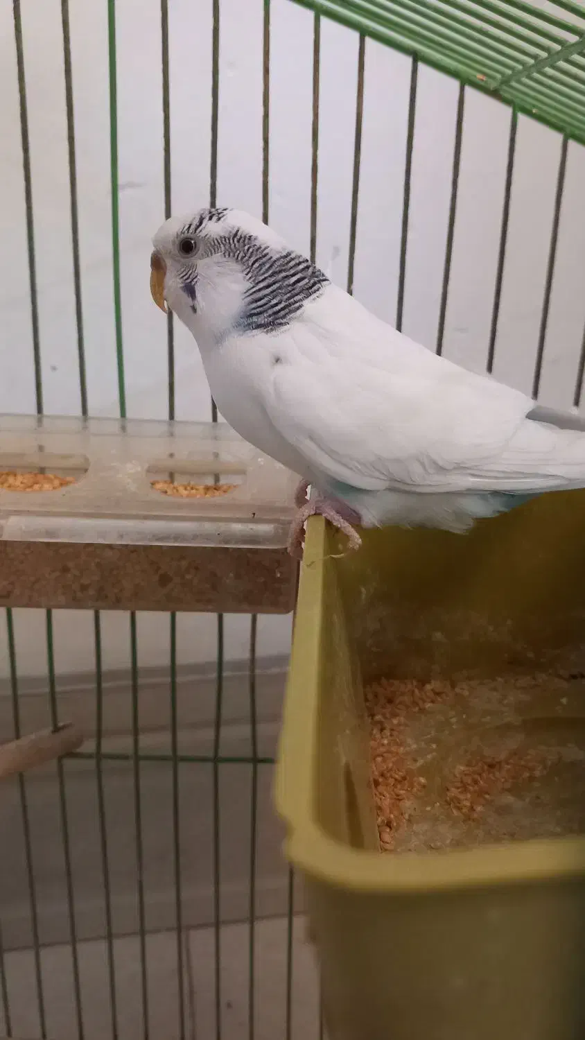 مرغ عشق ماده بالغ|پرنده|کرمان, |دیوار