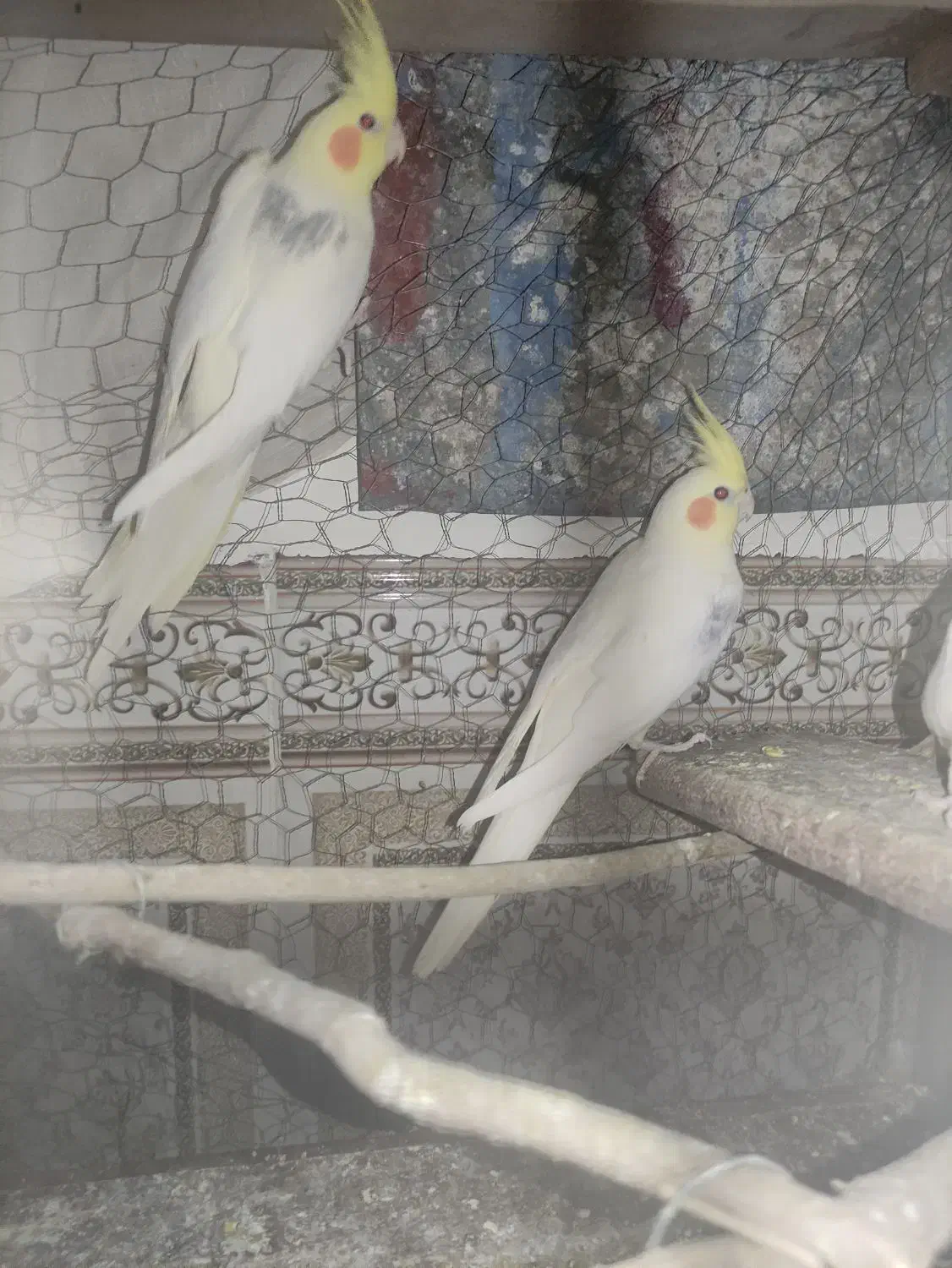 عروس هلندی لوتینو چهار تا جوانه|پرنده|زابل, |دیوار