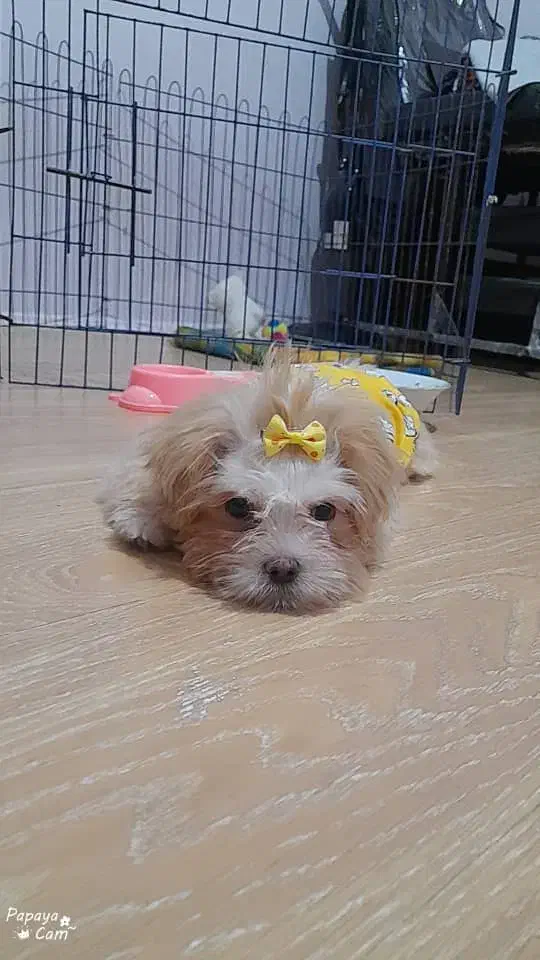 فروش فوری قیمت ۴|سگ|قم, ناصردیوان|دیوار