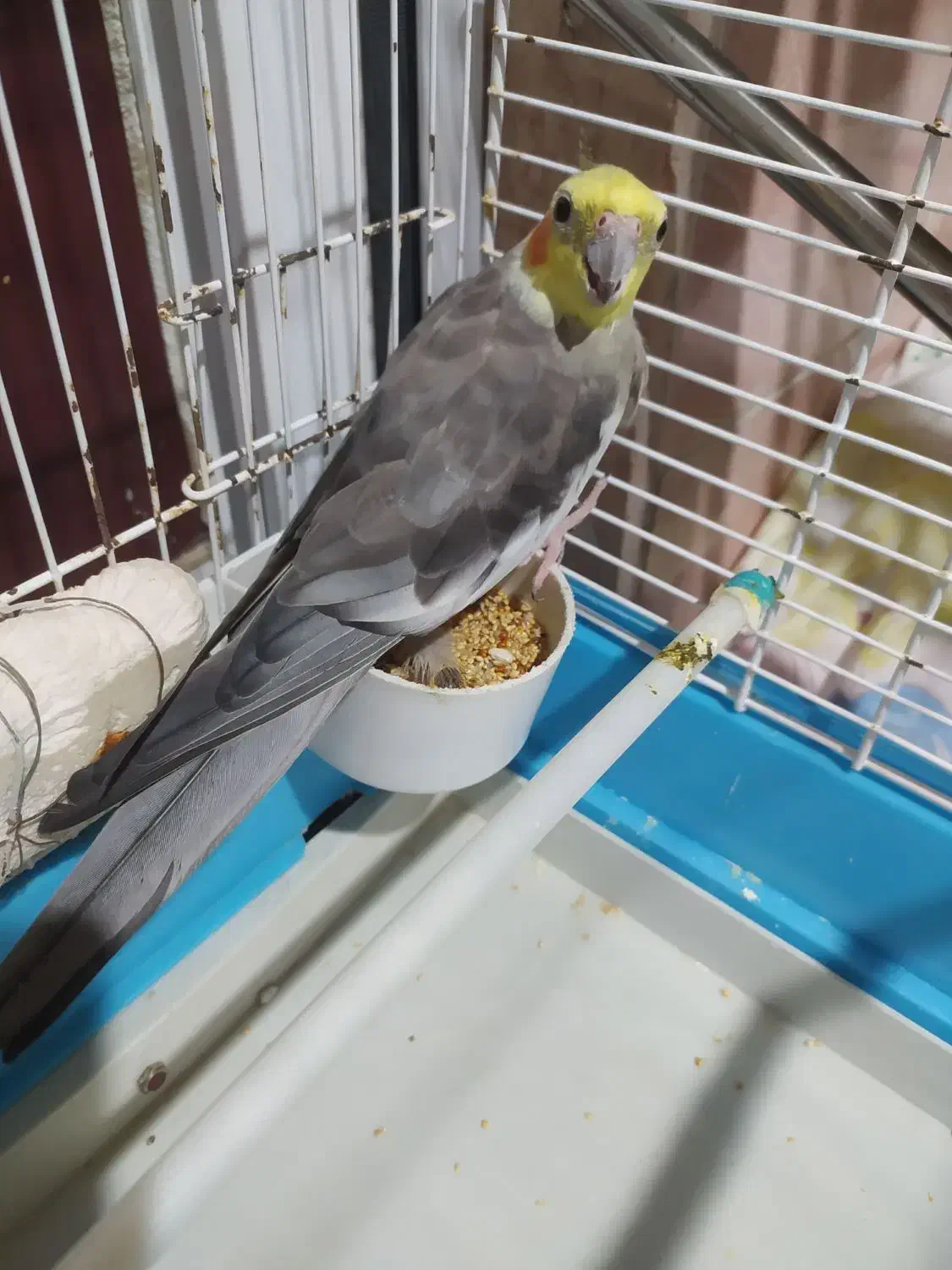 عروس هلندی نر بالغ آماده جفتگیری|پرنده|رشت, جماران|دیوار