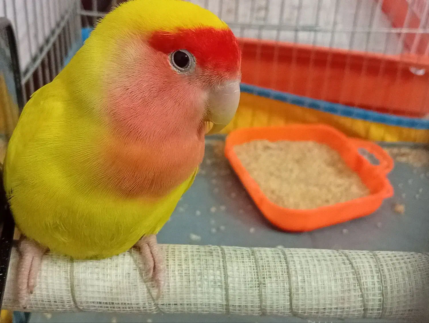 طوطی|پرنده|کرمان, |دیوار