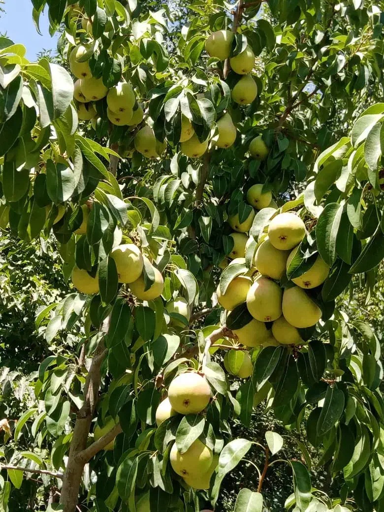 نهال بادام و گردو و ارقام مختلف میوه زود بارده|خدمات باغبانی و درختکاری|فیروزکوه, |دیوار