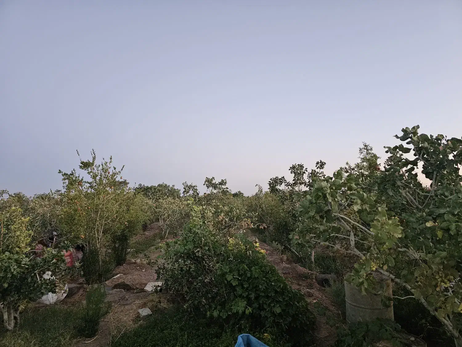 باغ پسته با یک سویت ۴۰ متری در اسلامیه|فروش دفتر صنعتی، کشاورزی، تجاری|اسلامیه, |دیوار