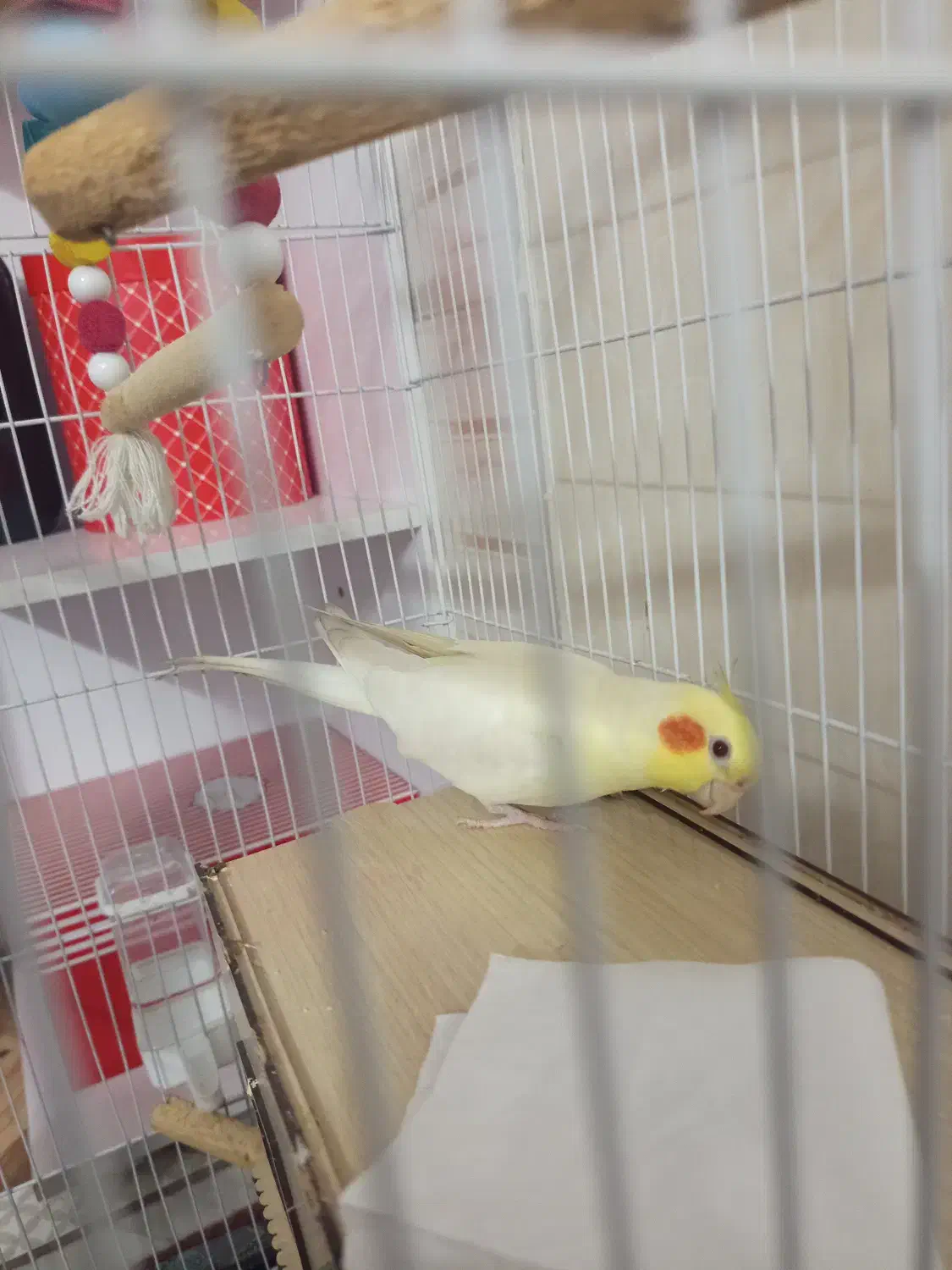 عروس هلندی بالغ|پرنده|رباط‌کریم, رباط‌کریم|دیوار