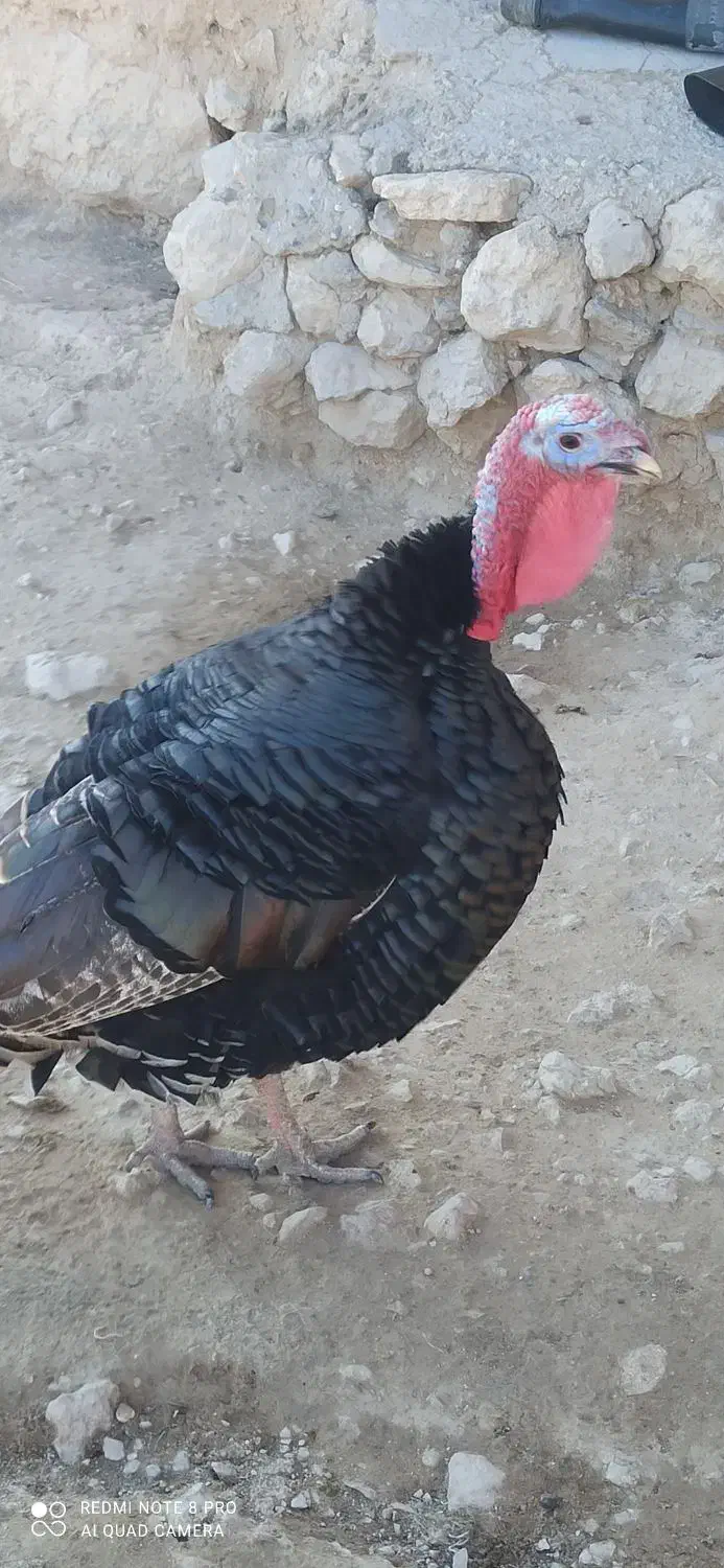 بوقلمون نر|حیوانات مزرعه|ماکو, |دیوار