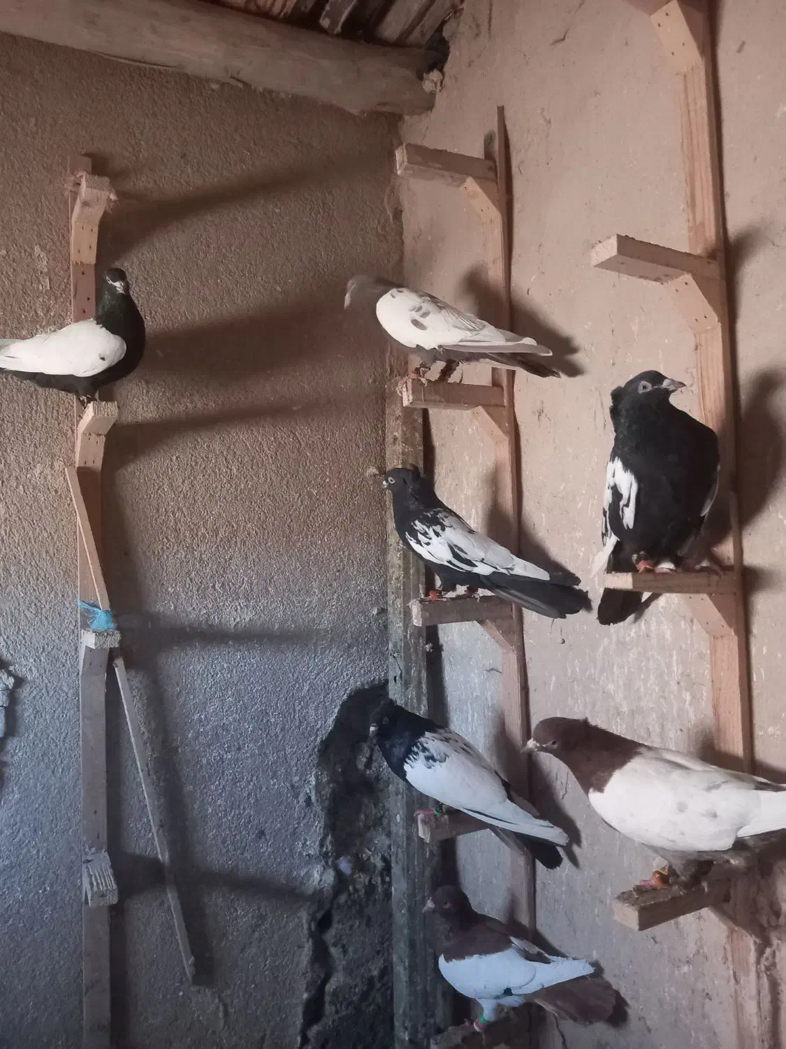 کبوتر|پرنده|آبکوه, |دیوار