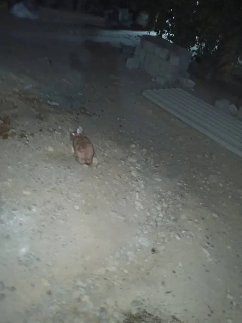 خرگوش|موش و خرگوش|برازجان, |دیوار