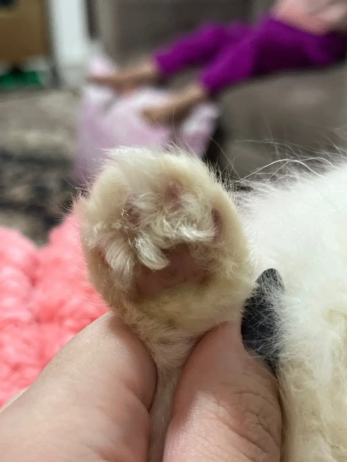 گربه|گربه|گرگان, |دیوار