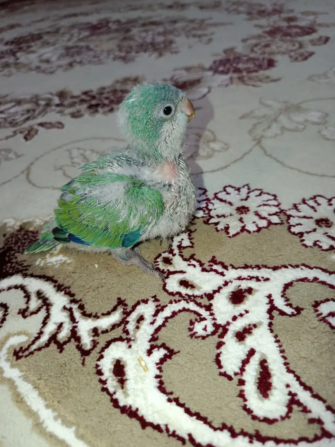 راهب|پرنده|هشتگرد, گلسار|دیوار