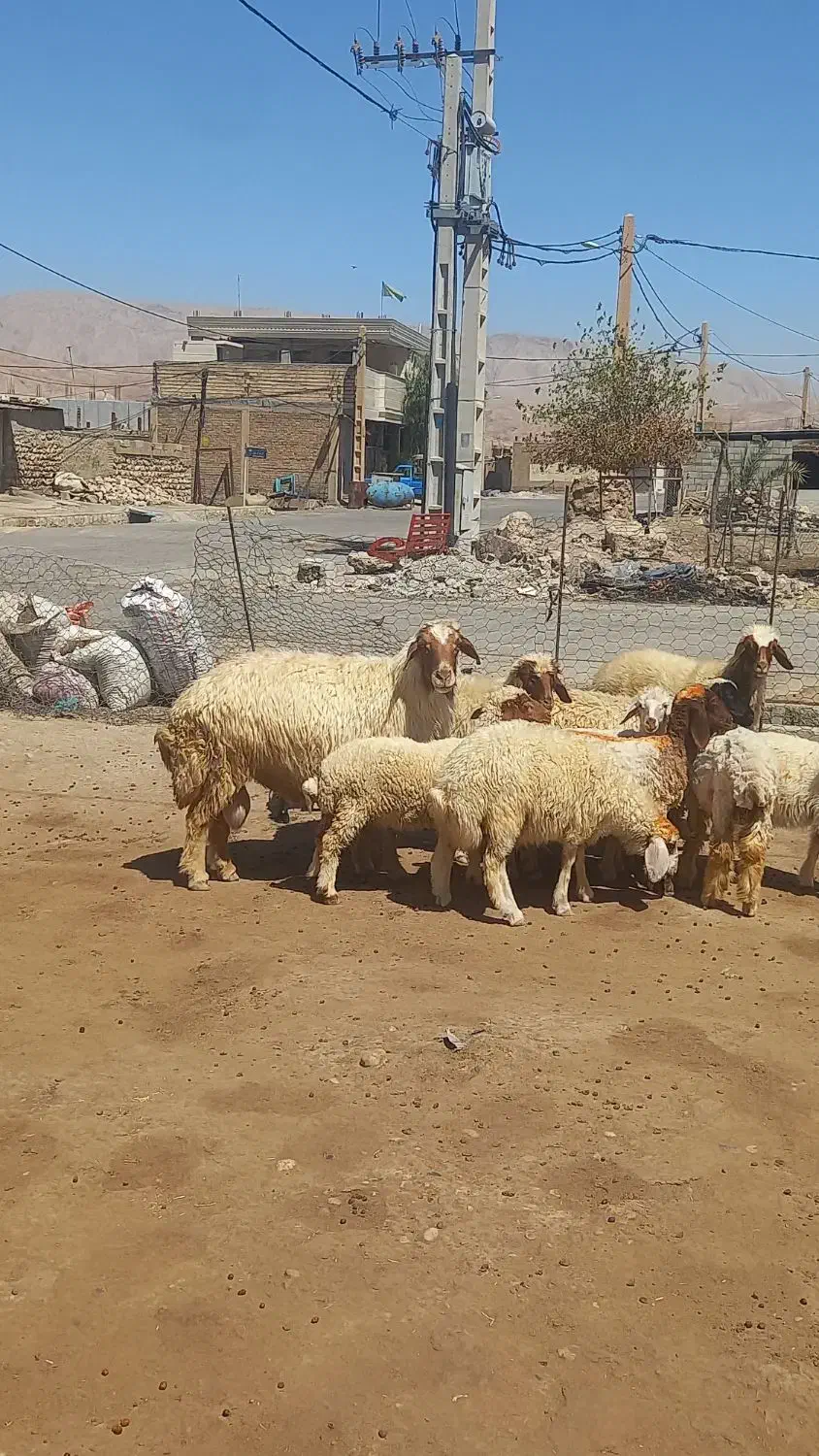 بره و قوچ|حیوانات مزرعه|دره شهر, |دیوار