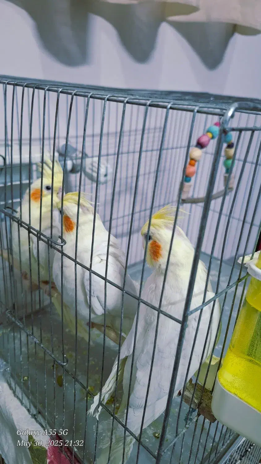 عروس هلندی|پرنده|سبزوار, گلشن|دیوار