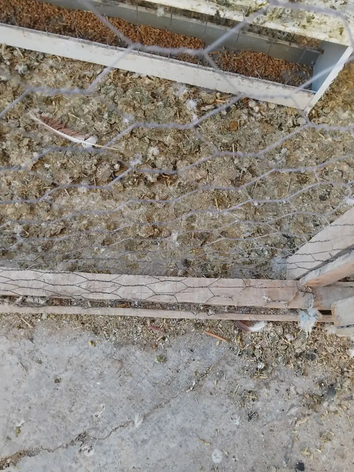 حیون|پرنده|زبرخان, |دیوار