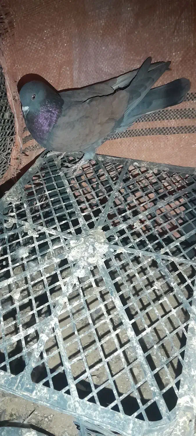 فروش ۳تا تهرانی|پرنده|دهلران, |دیوار