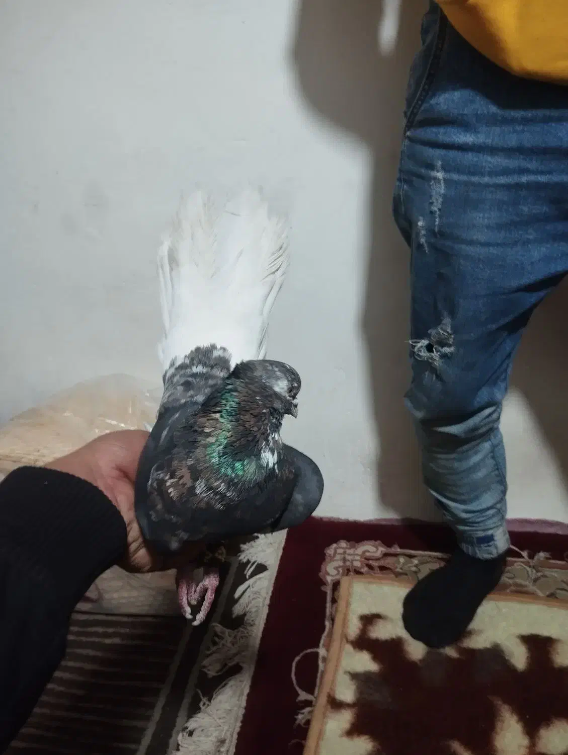 کفتر عطیقه چاپ دار|پرنده|رباط‌کریم, وهن آباد|دیوار