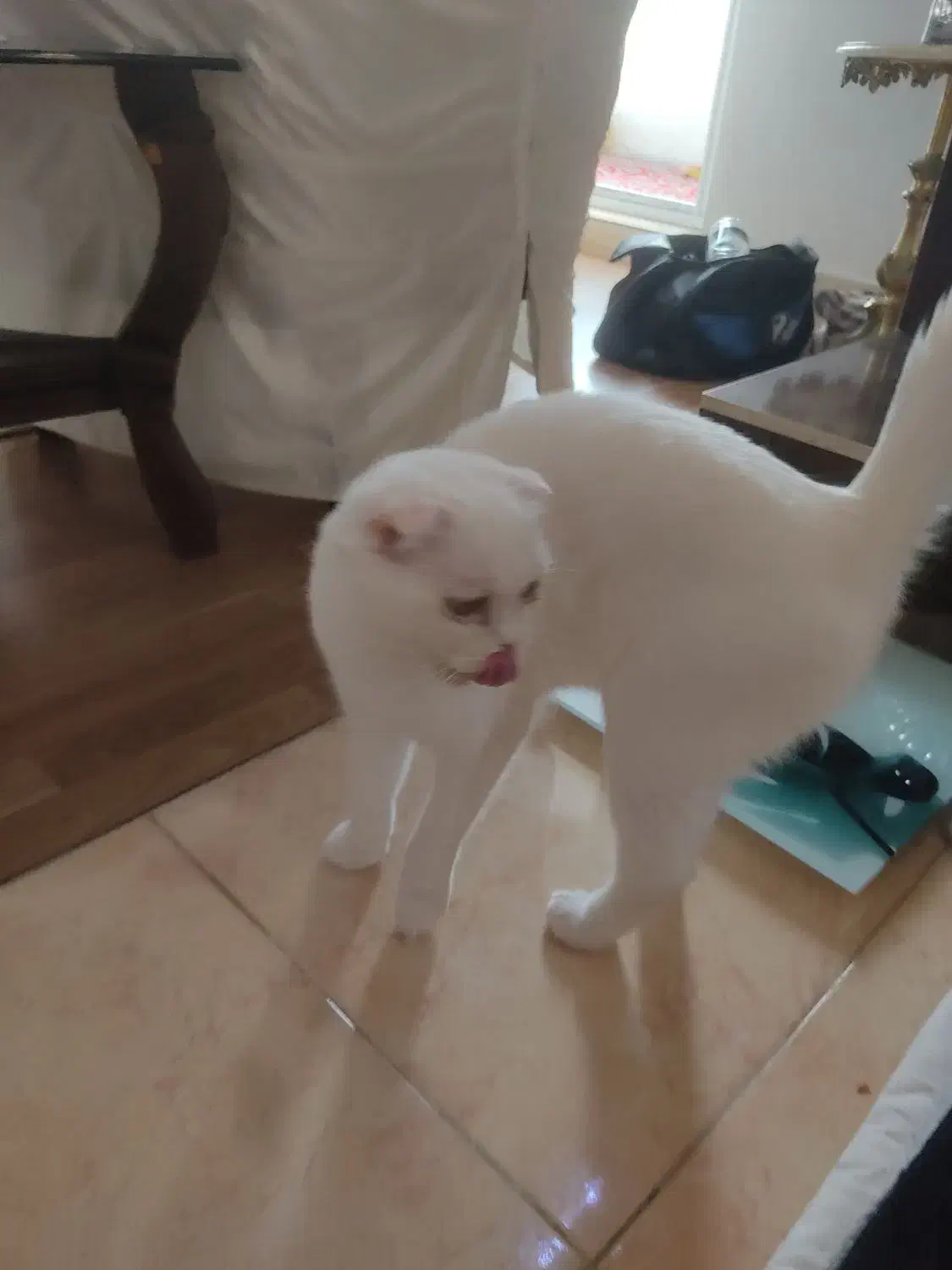 گربه اسکاتیش|گربه|اردبیل, |دیوار