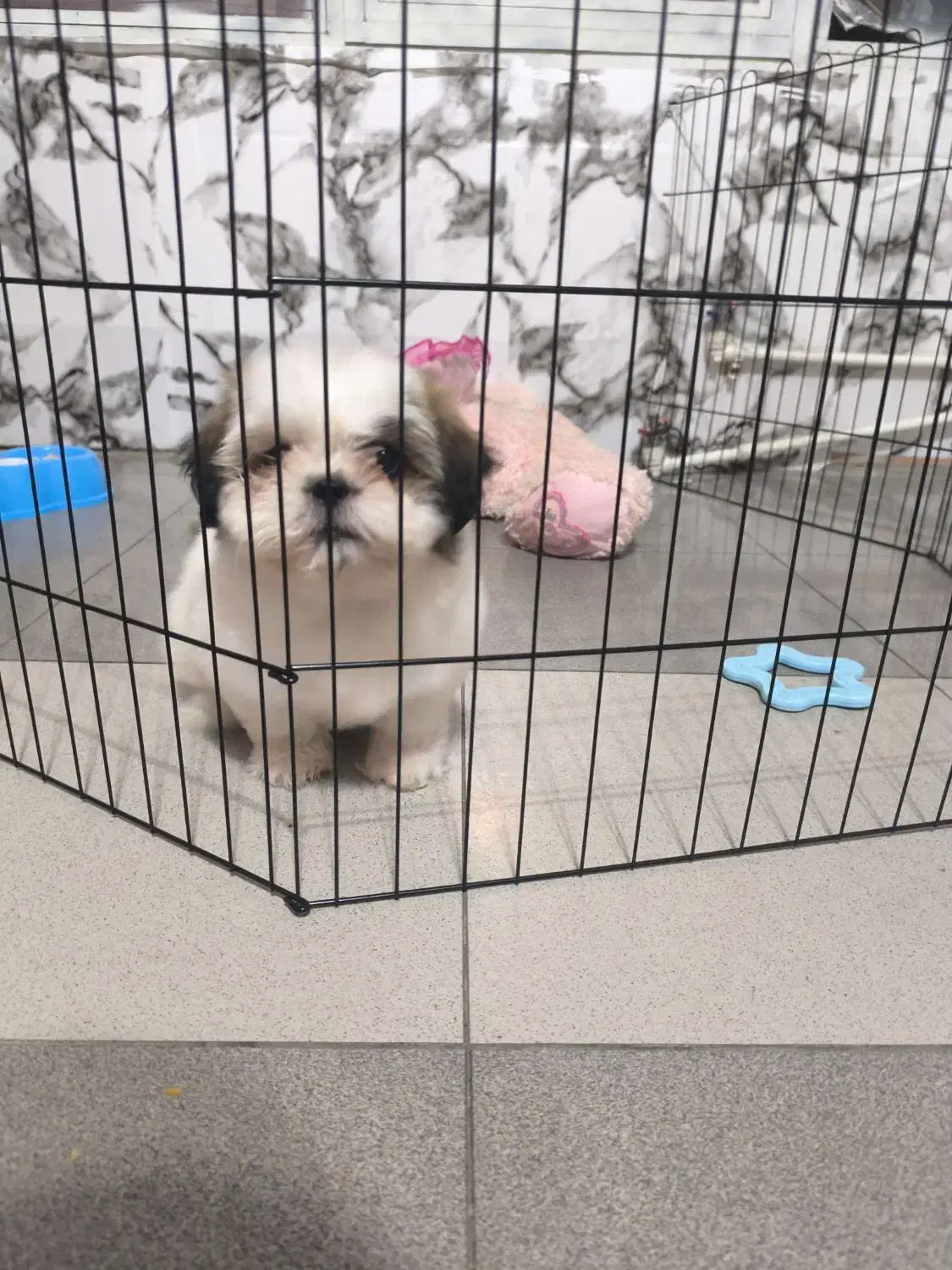 سگ شیتزو سوپر فلت|سگ|تهران, یاخجی آباد|دیوار