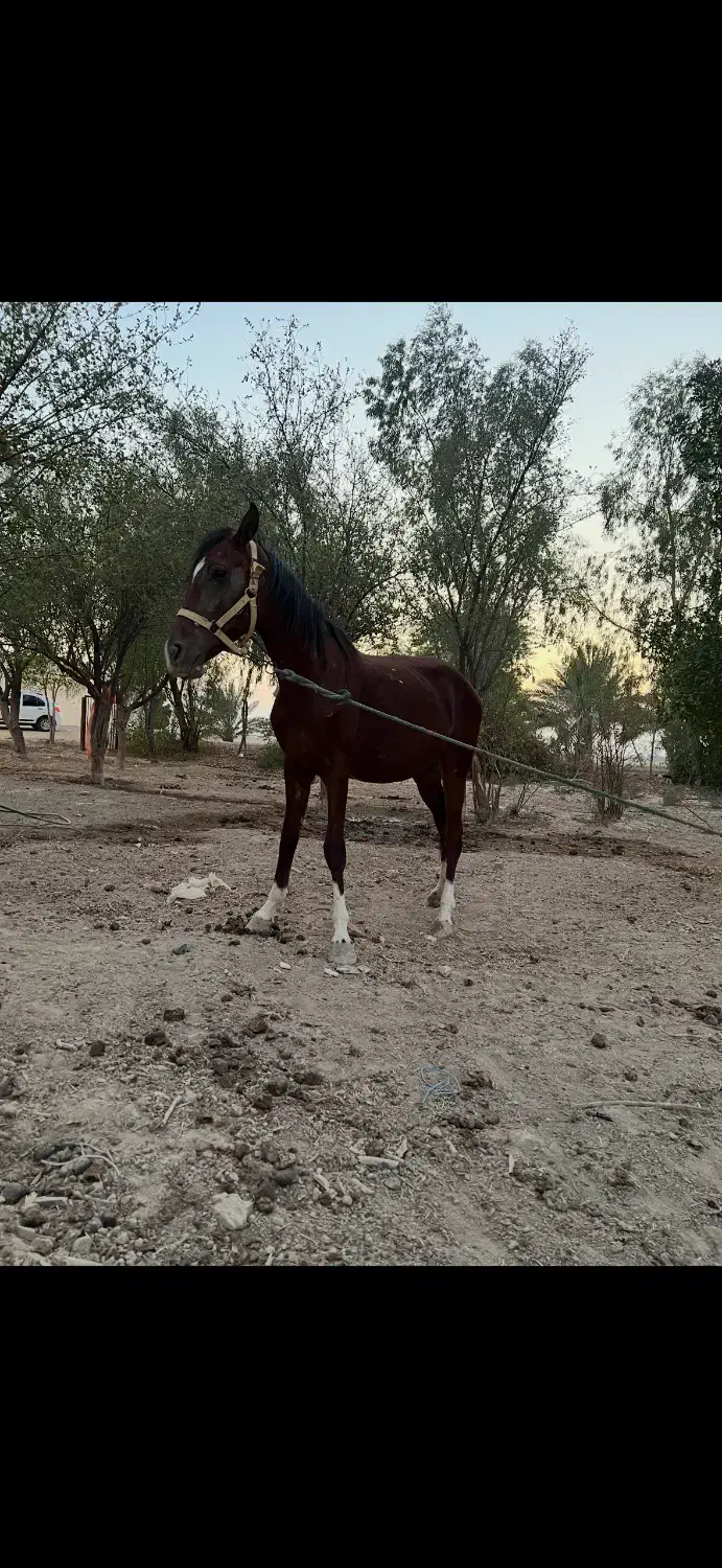 اسب عربی جوان|اسب و تجهیزات اسبسواری|هندیجان, |دیوار