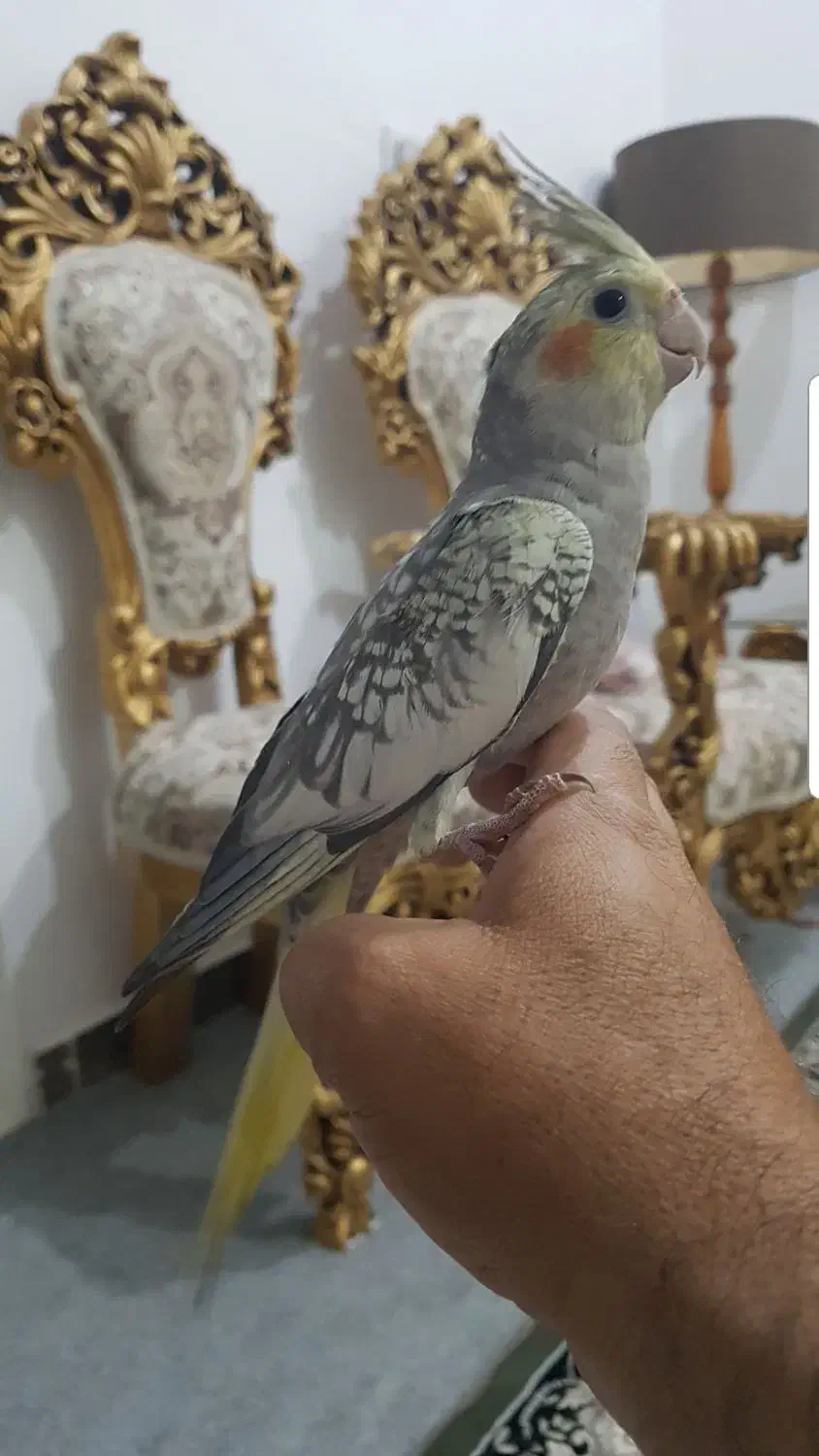 طوطی|پرنده|اندیمشک, |دیوار