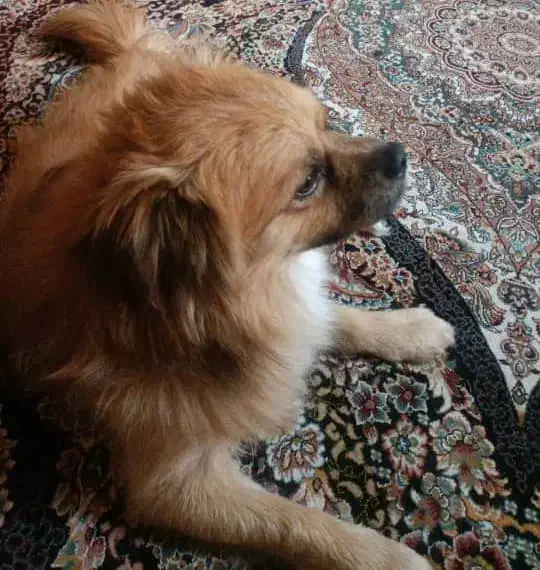 فروش سگ پامرانین نژاد پیکنوا|سگ|فردیس, قریشی|دیوار