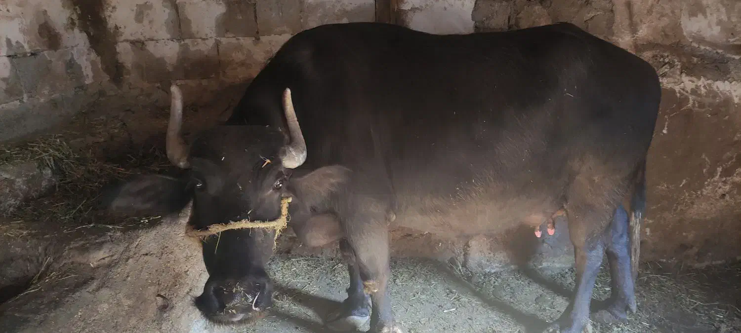 گاومیش|حیوانات مزرعه|کلیبر, |دیوار