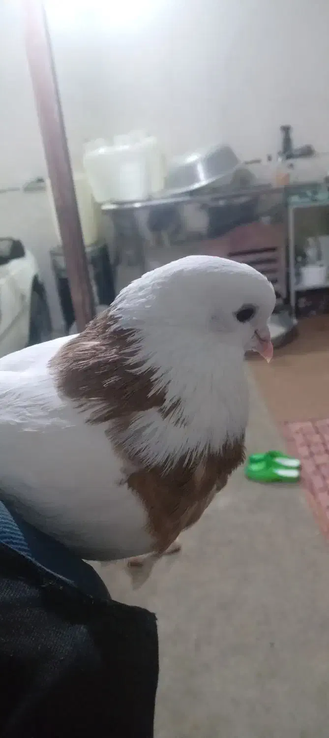 کبوتر|پرنده|جوکار, |دیوار