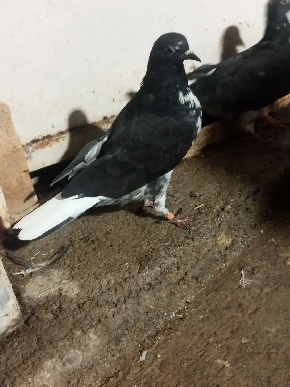 کفتر|پرنده|کوهدشت, |دیوار