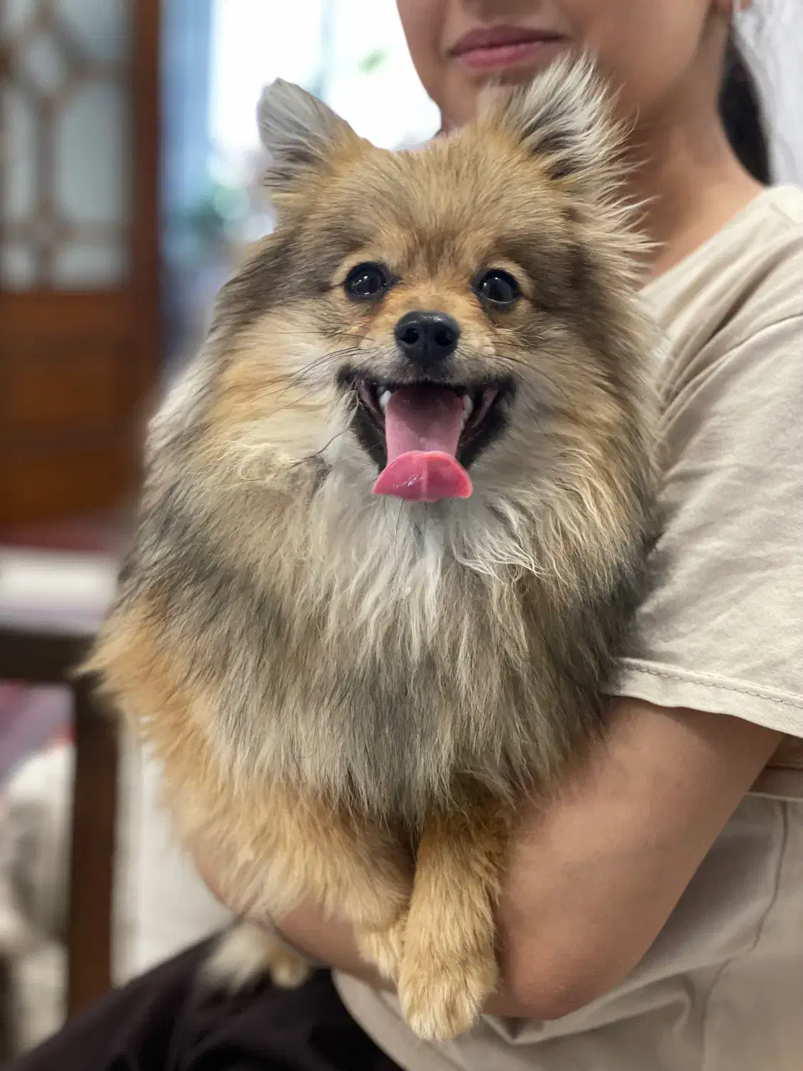 سگ خانگی|سگ|مشگین شهر, |دیوار